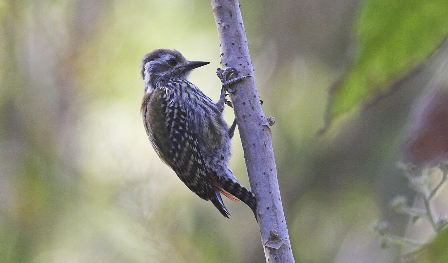 Abyssinian Woodpecker