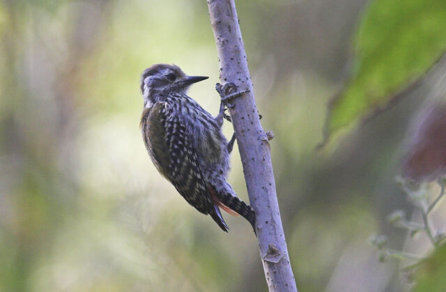 Abyssinian Woodpecker