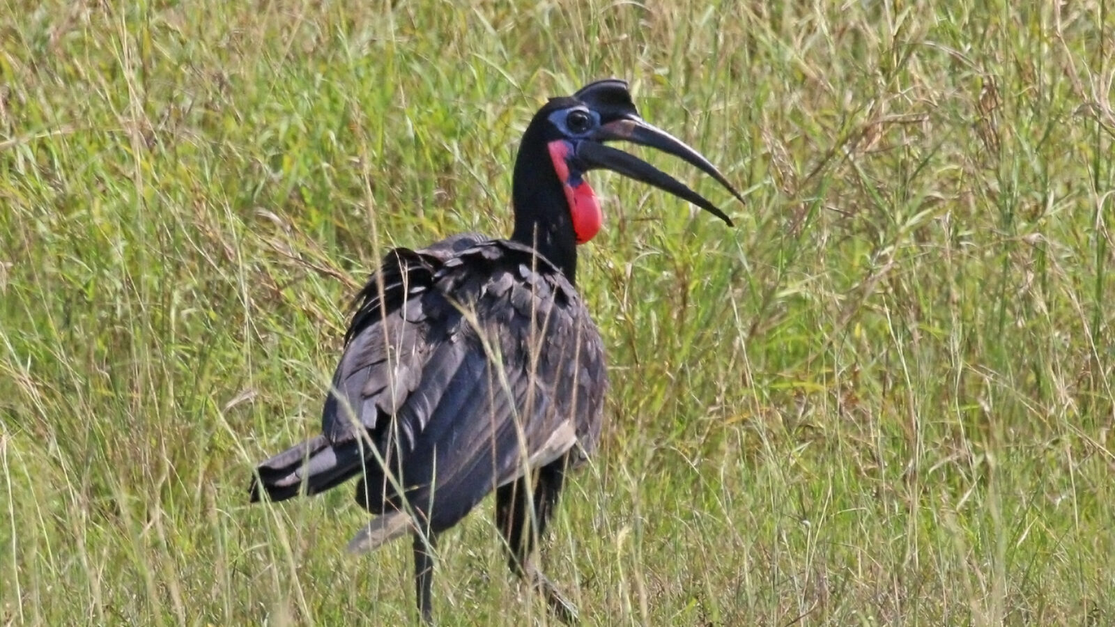 Abyssinian Ground Hornbill