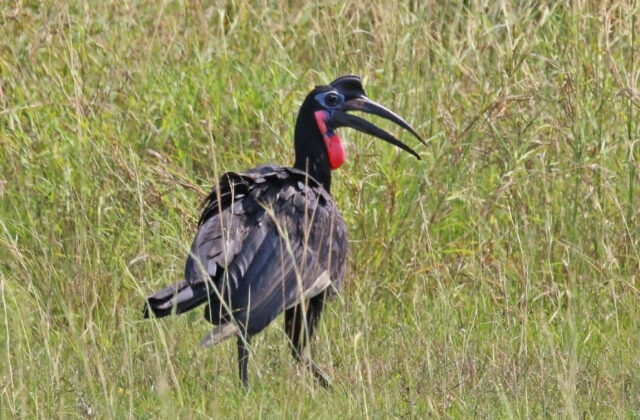 Abyssinian Ground Hornbill