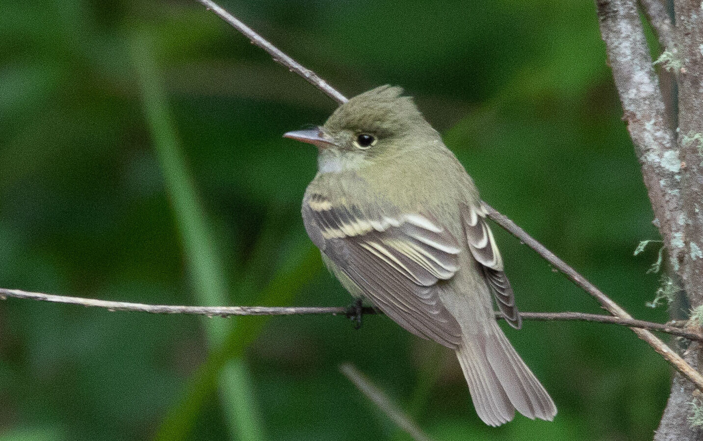 Acadian Flycatcher