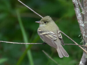 Acadian Flycatcher