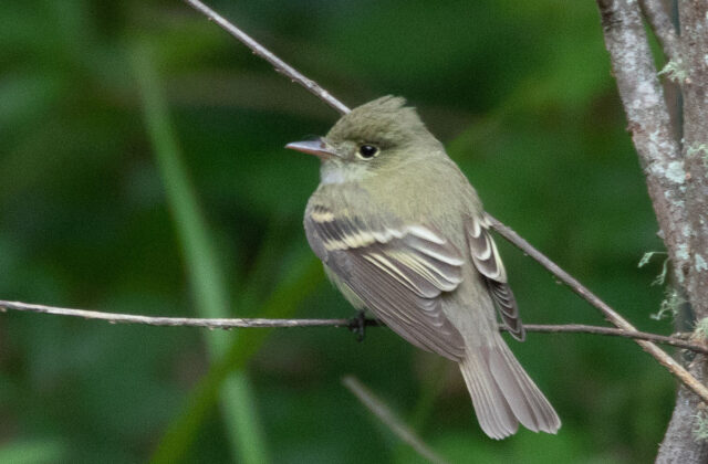 Acadian Flycatcher
