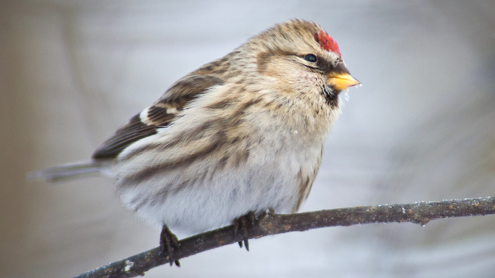 Redpoll