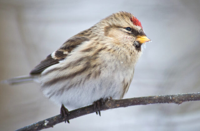 Redpoll