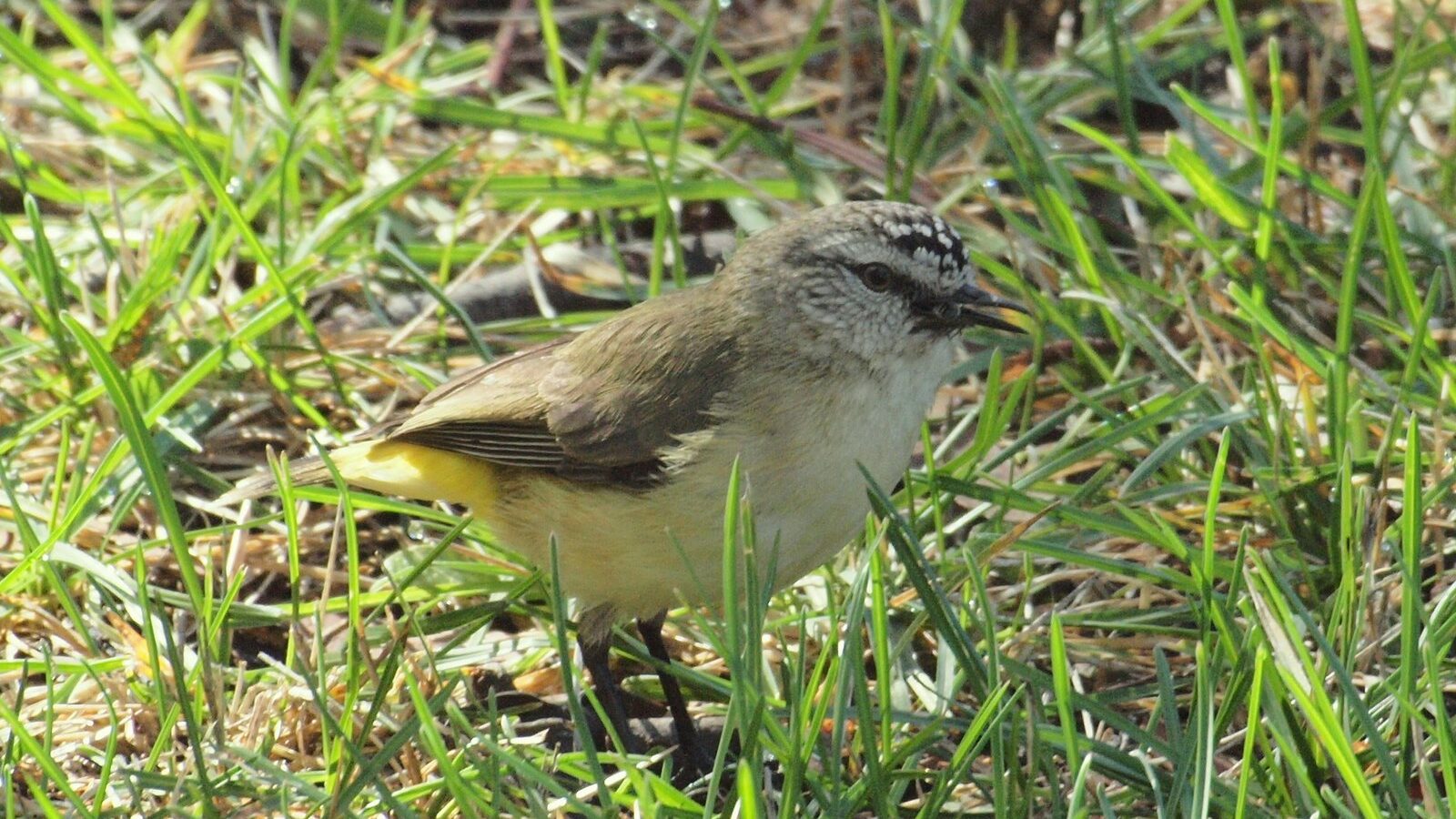 Yellow-rumped Thornbill