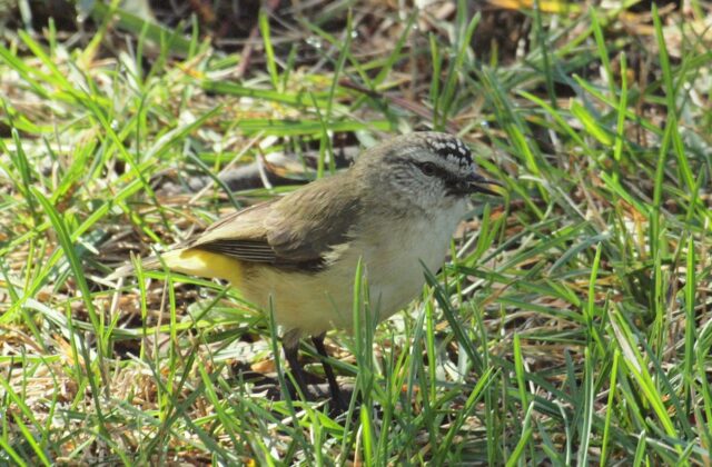 Yellow-rumped Thornbill