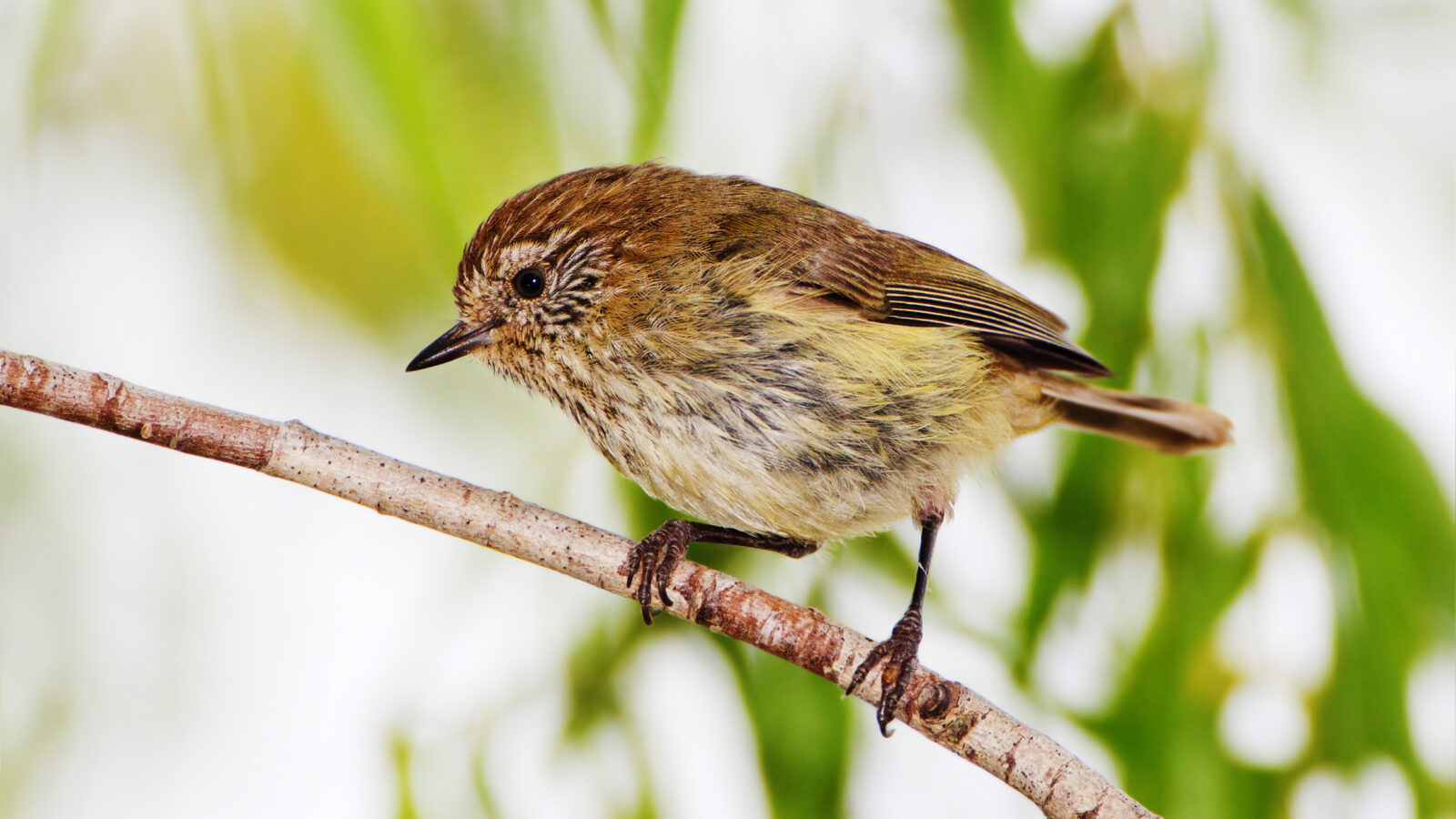 Striated Thornbill