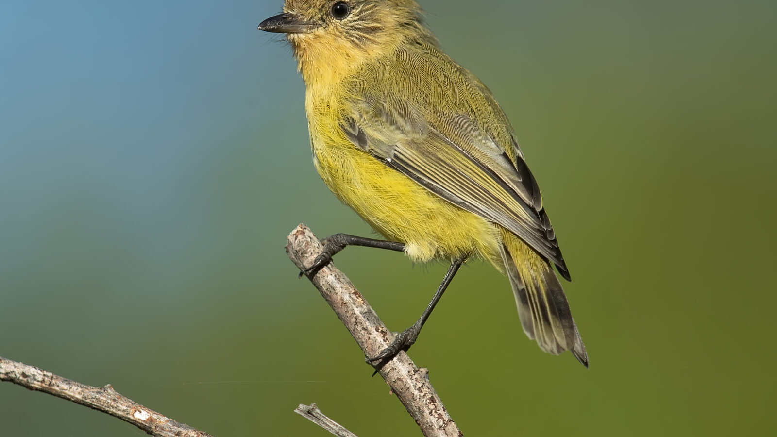 Yellow Thornbill