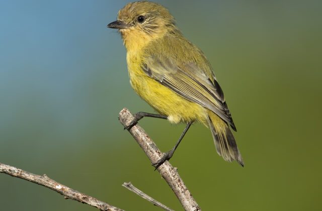Yellow Thornbill