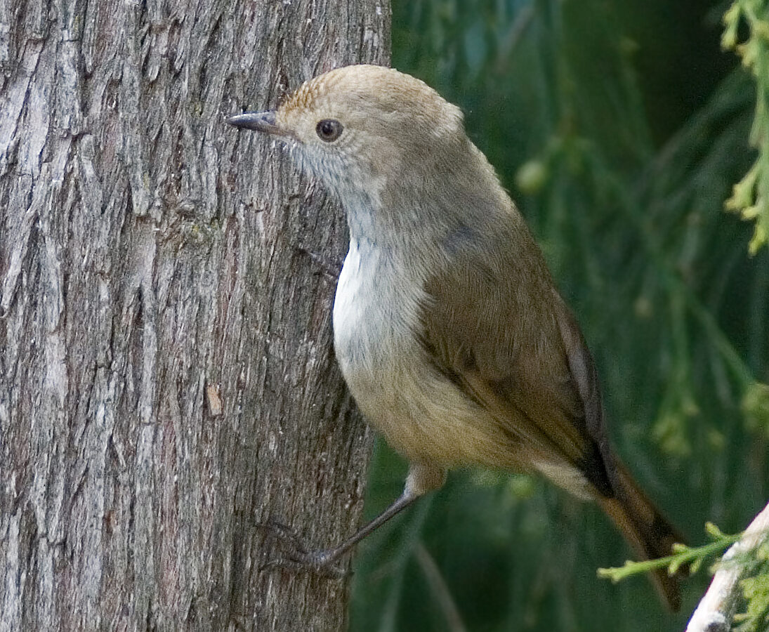 Tasmanian Thornbill
