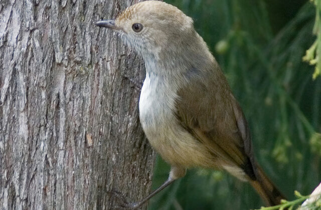 Tasmanian Thornbill