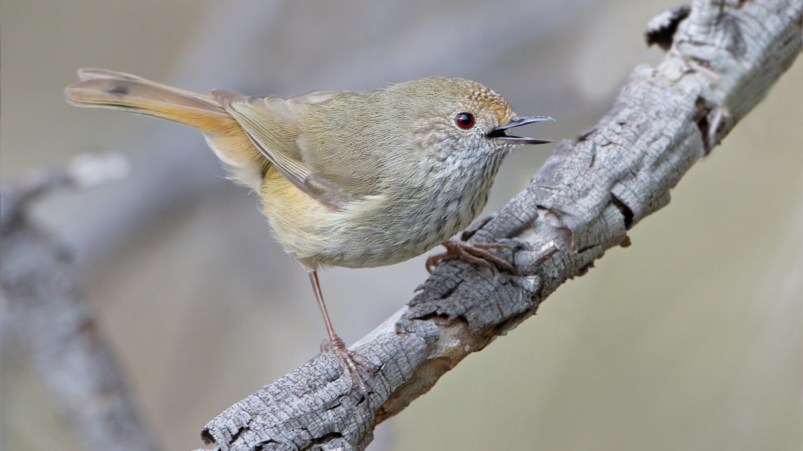 Brown Thornbill