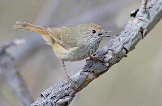 Brown Thornbill