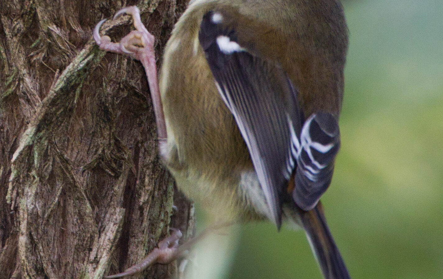 Scrubtit