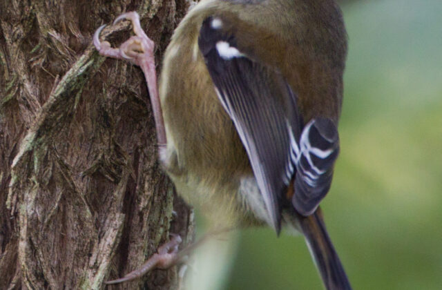 Scrubtit