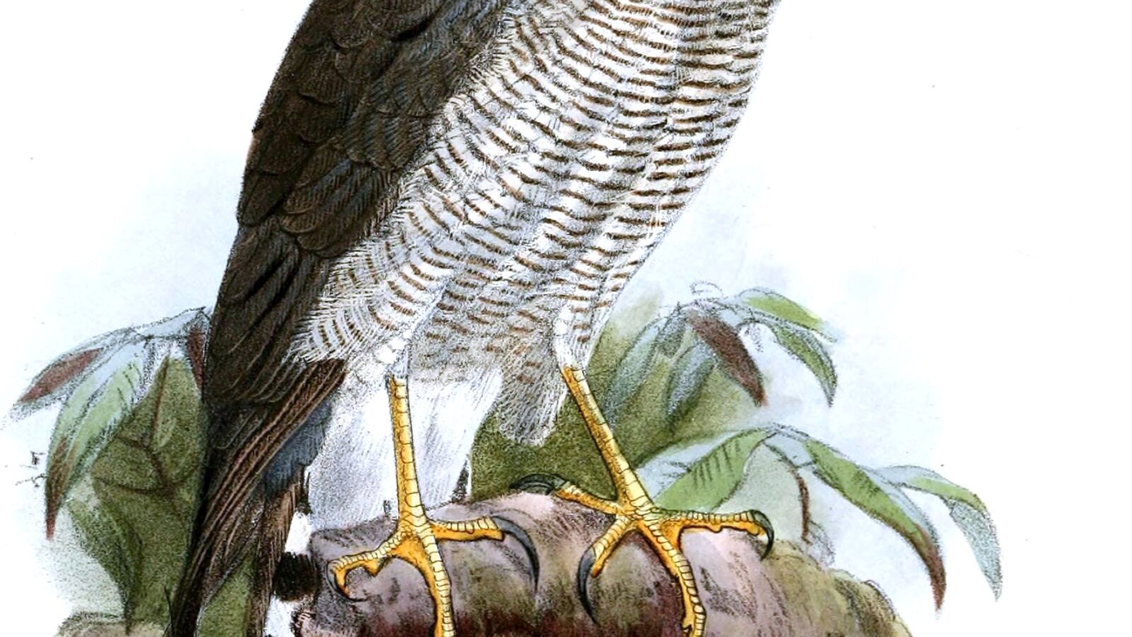 Ovambo Sparrowhawk