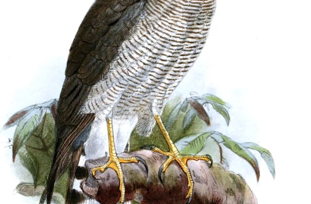 Ovambo Sparrowhawk
