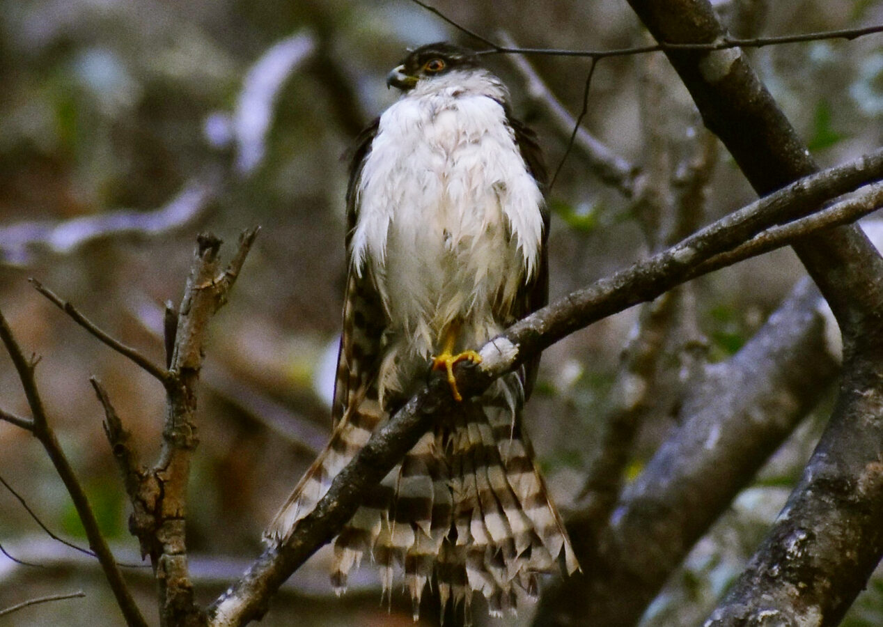 White-breasted Hawk