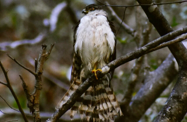White-breasted Hawk