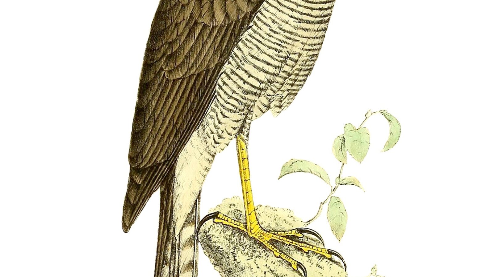 Madagascar Sparrowhawk