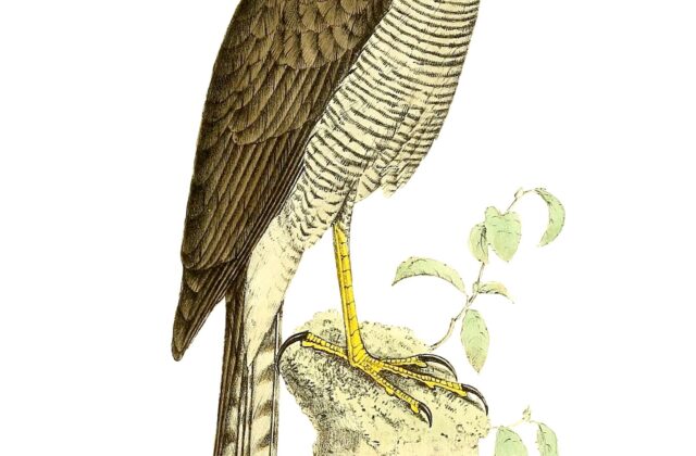 Madagascar Sparrowhawk