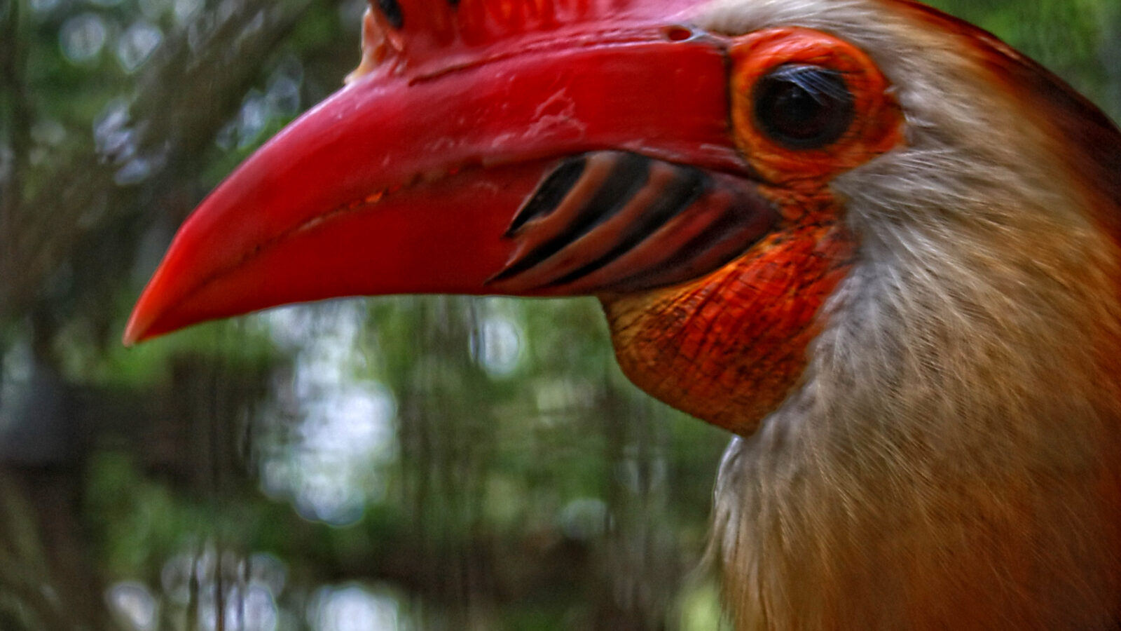 Writhed Hornbill