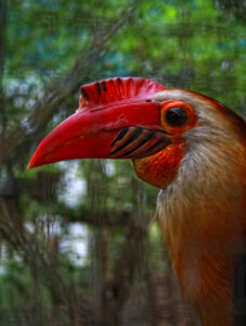 Writhed Hornbill