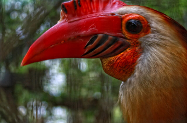 Writhed Hornbill