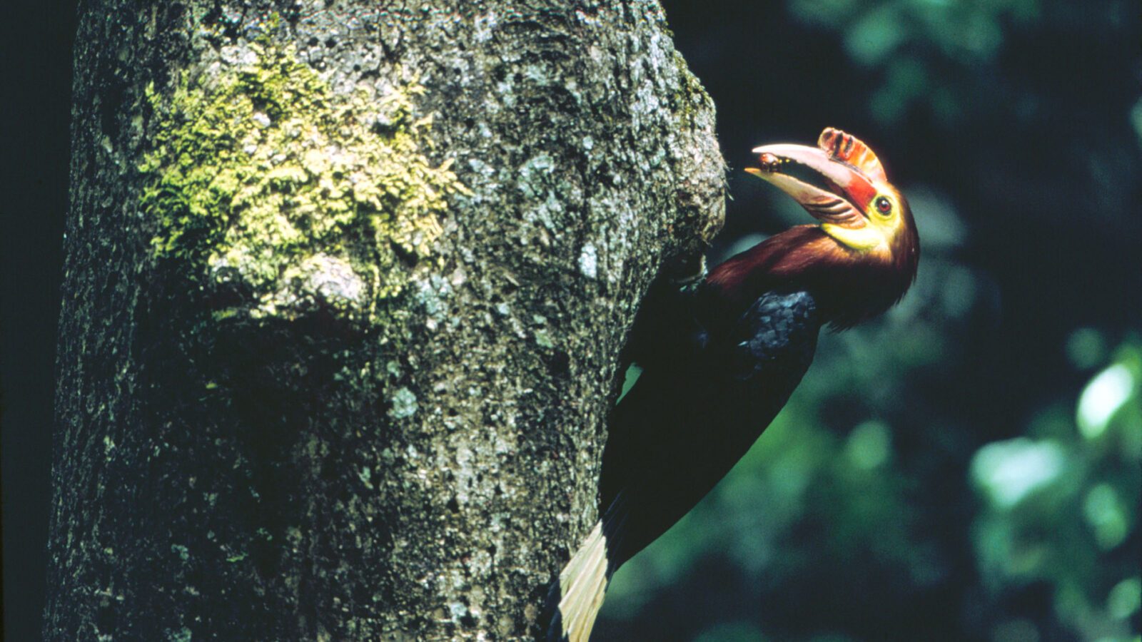 Walden’s Hornbill
