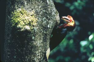 Walden’s Hornbill