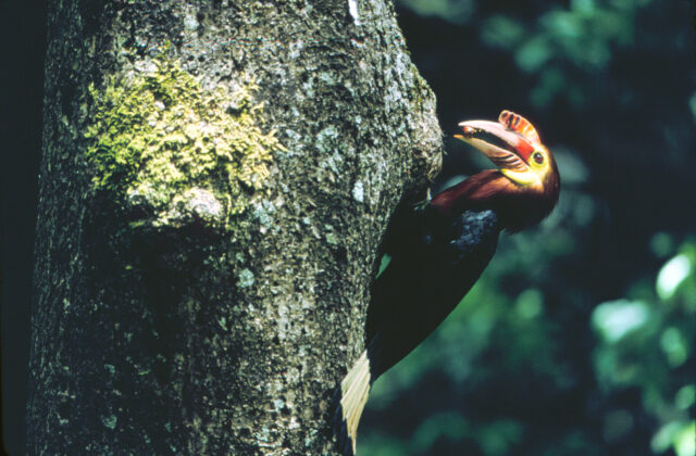 Walden’s Hornbill