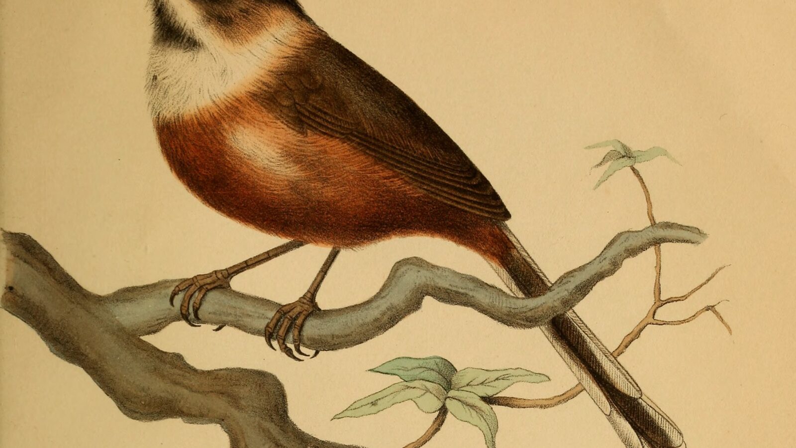 Black-browed Bushtit