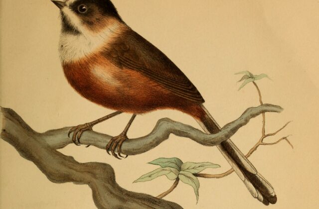 Black-browed Bushtit