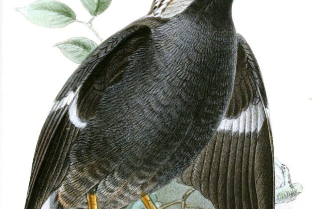 Collared Myna