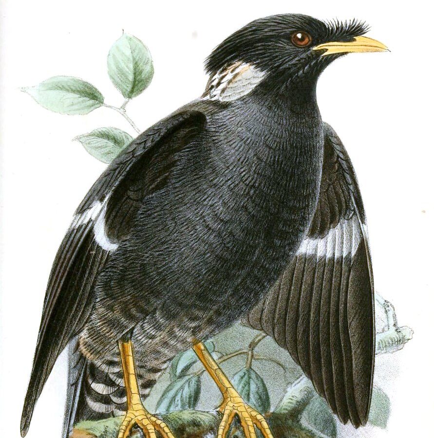 Collared Myna