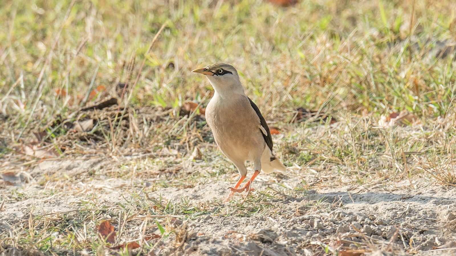 Vinous-breasted Myna