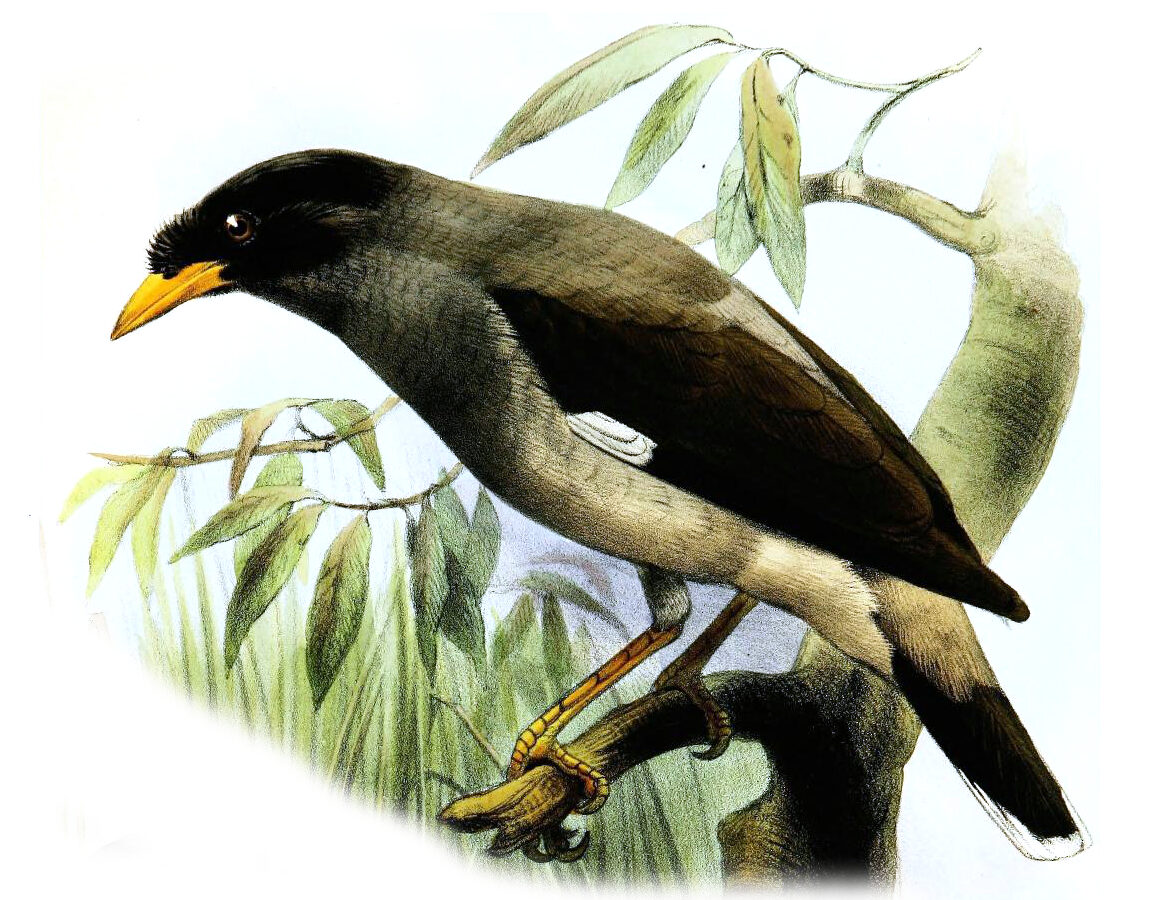 Pale-bellied Myna