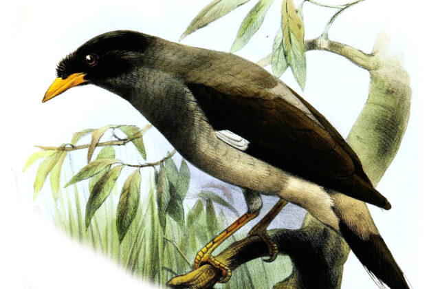 Pale-bellied Myna