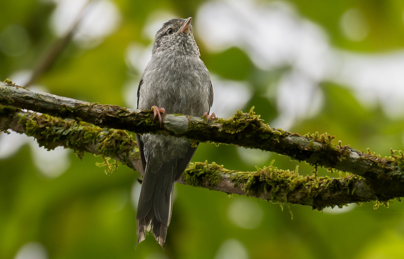 Pink-legged Graveteiro