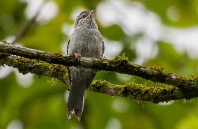 Pink-legged Graveteiro