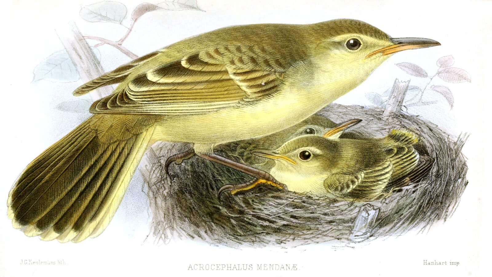Southern Marquesan Reed Warbler