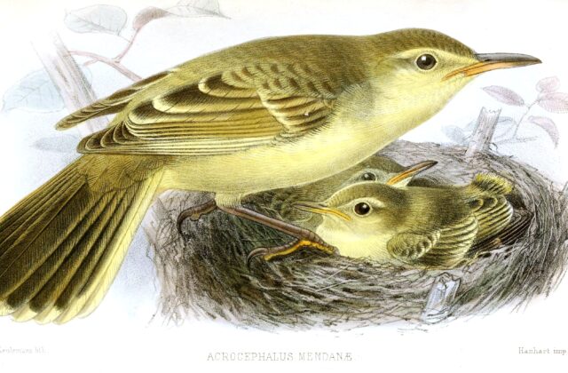 Southern Marquesan Reed Warbler