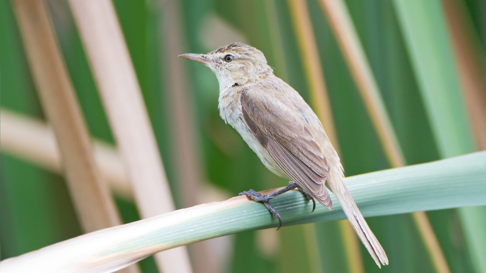 Australian Reed Warbler