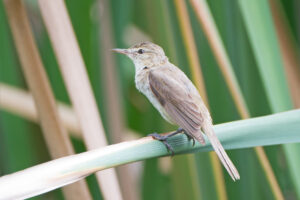 Australian Reed Warbler