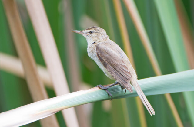 Australian Reed Warbler