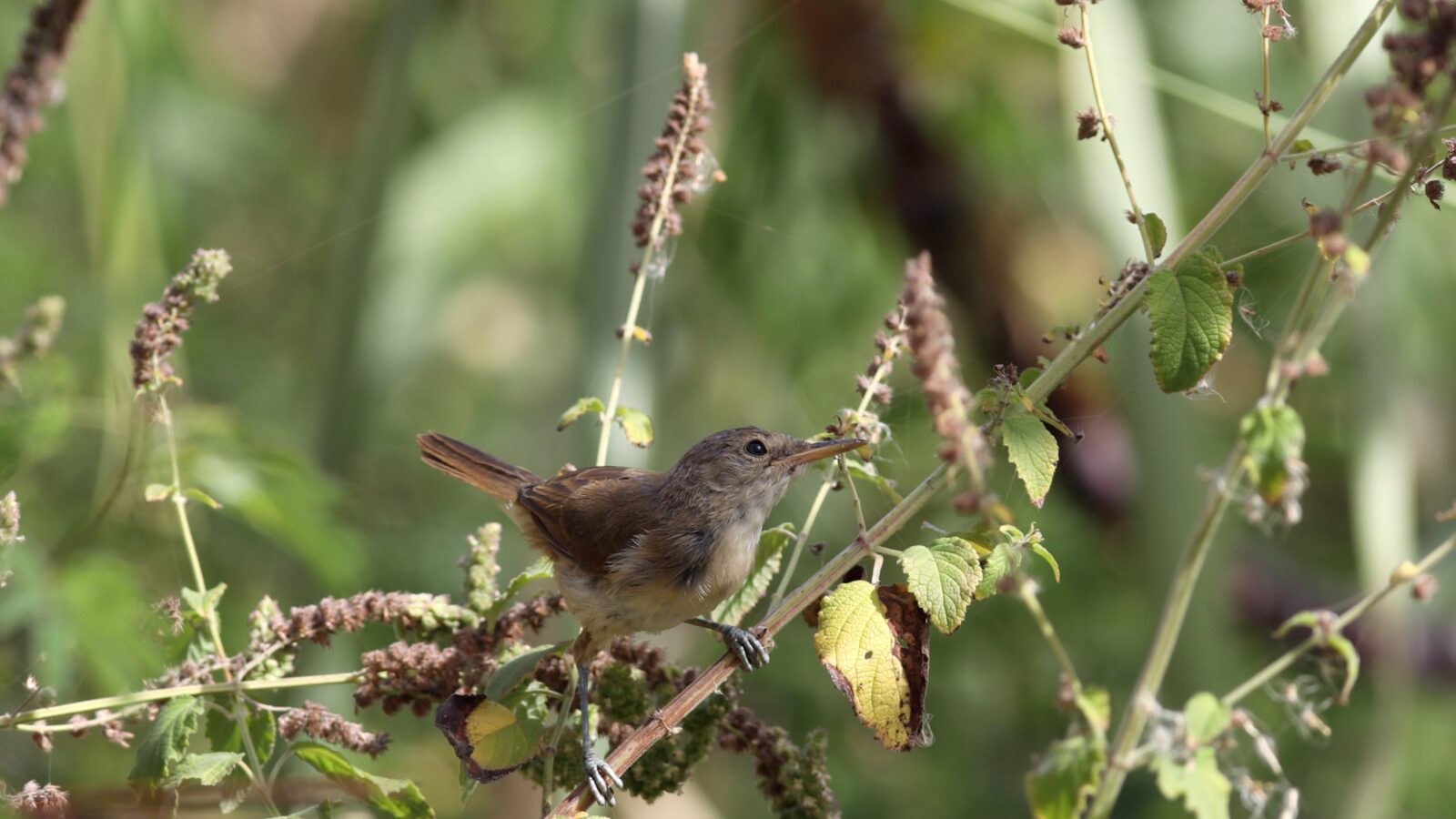 Cape Verde Warbler