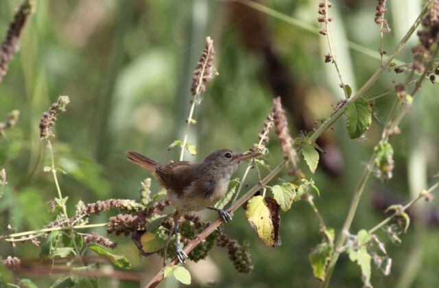 Cape Verde Warbler