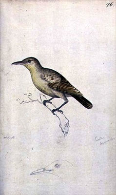 Moorea Reed Warbler