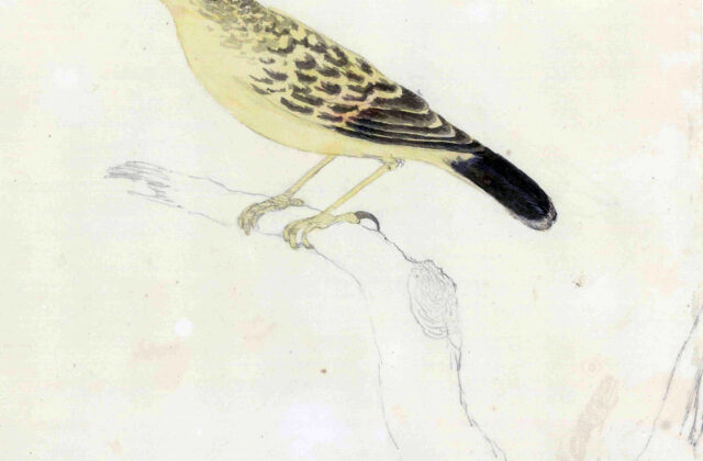 Garrett’s Reed Warbler